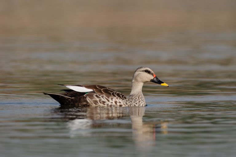 An Indian Spot-billed duck swims on a calm body of water, showcasing its patterned brown and gray feathers.