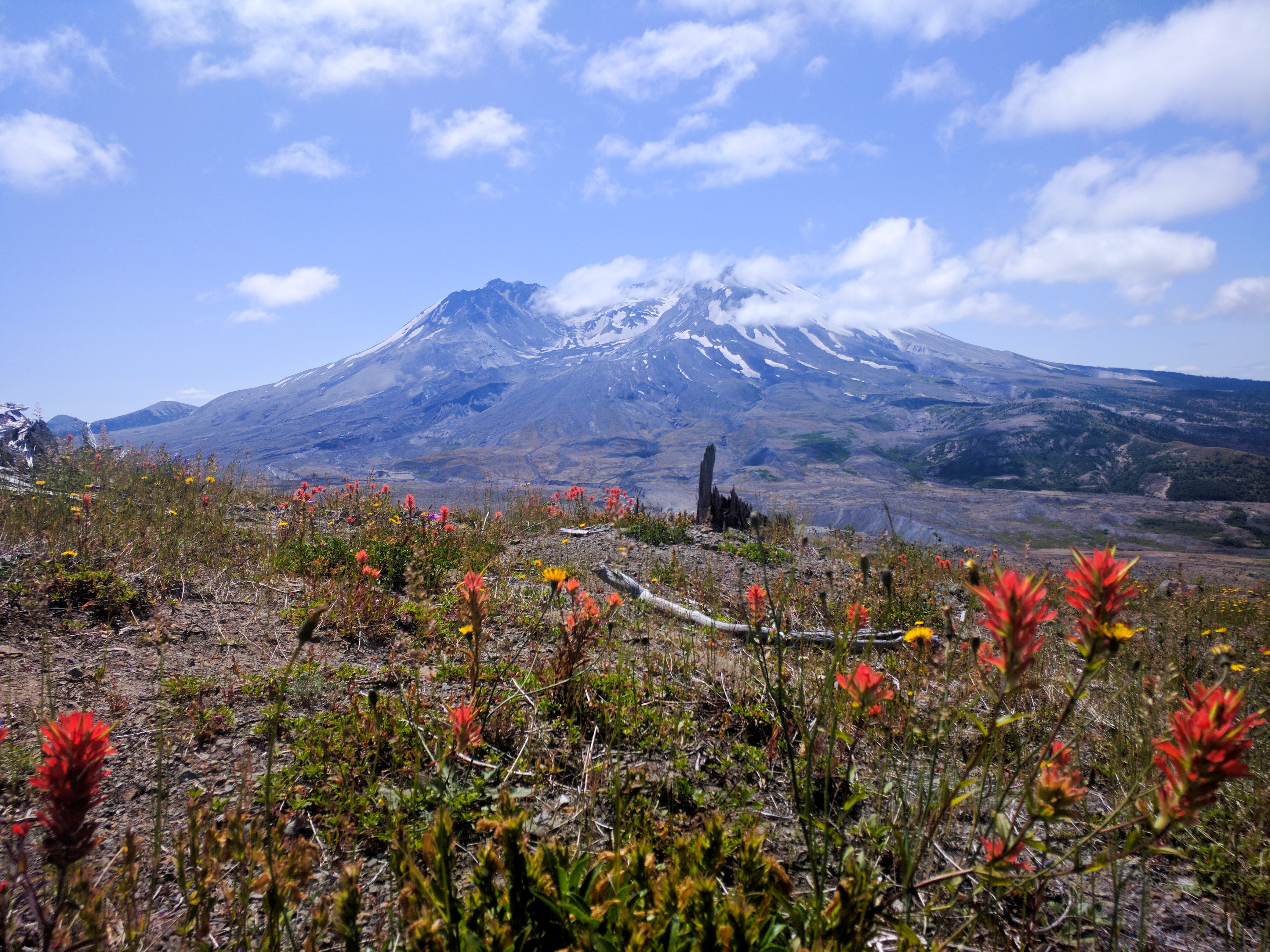 Mount Saint Helen in Washington state with wildflowers in the foreground and light clouds. 