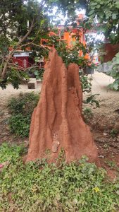 Large reddish-brown anthill near Varthur–Sarjapur Road, Bengaluru, contrasting with green foliage.