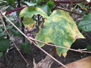 A close-up of a large leaf showing signs of damage and discoloration. 