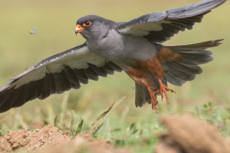 A male Amur Falcon in mid-flight with gray feathers and bright orange accents on its face and legs.
