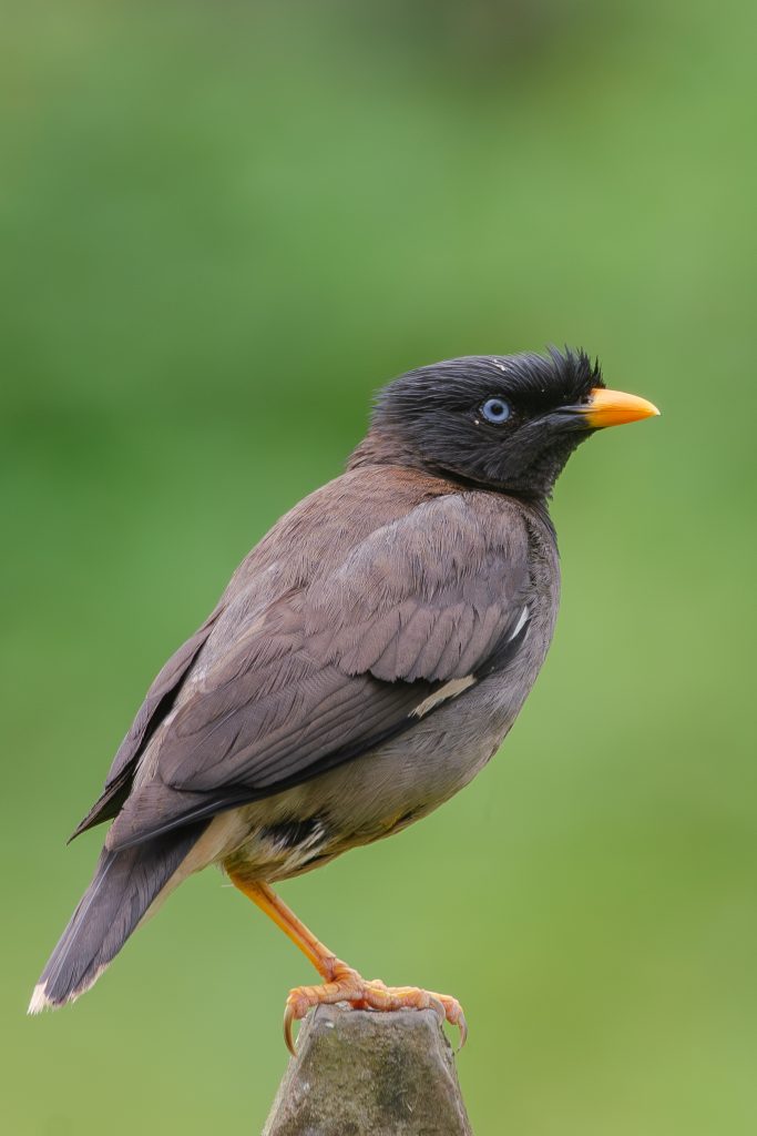 A Jungle myna perched on a post, with a black crest, blue eyes, and a bright yellow-orange beak against a soft green backdrop.