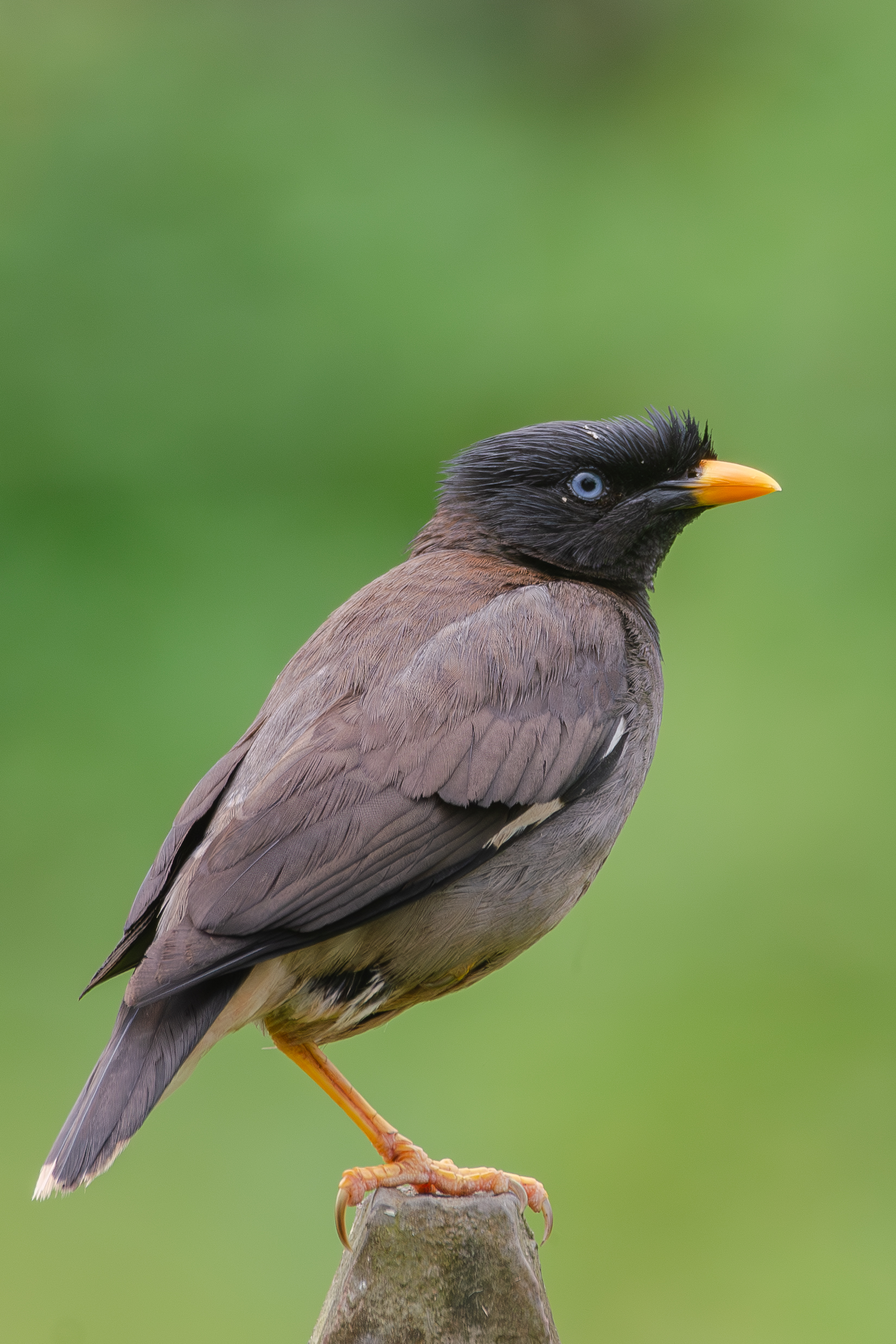 A Jungle myna perched on a post, with a black crest, blue eyes, and a bright yellow-orange beak against a soft green backdrop.