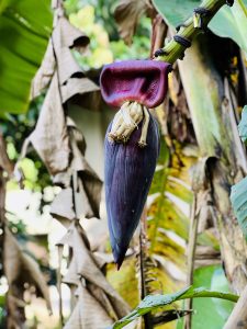 A close-up image of a banana flower, featuring a large purple, red-tipped bract that is open and revealing clusters of yellowish bananas inside.
