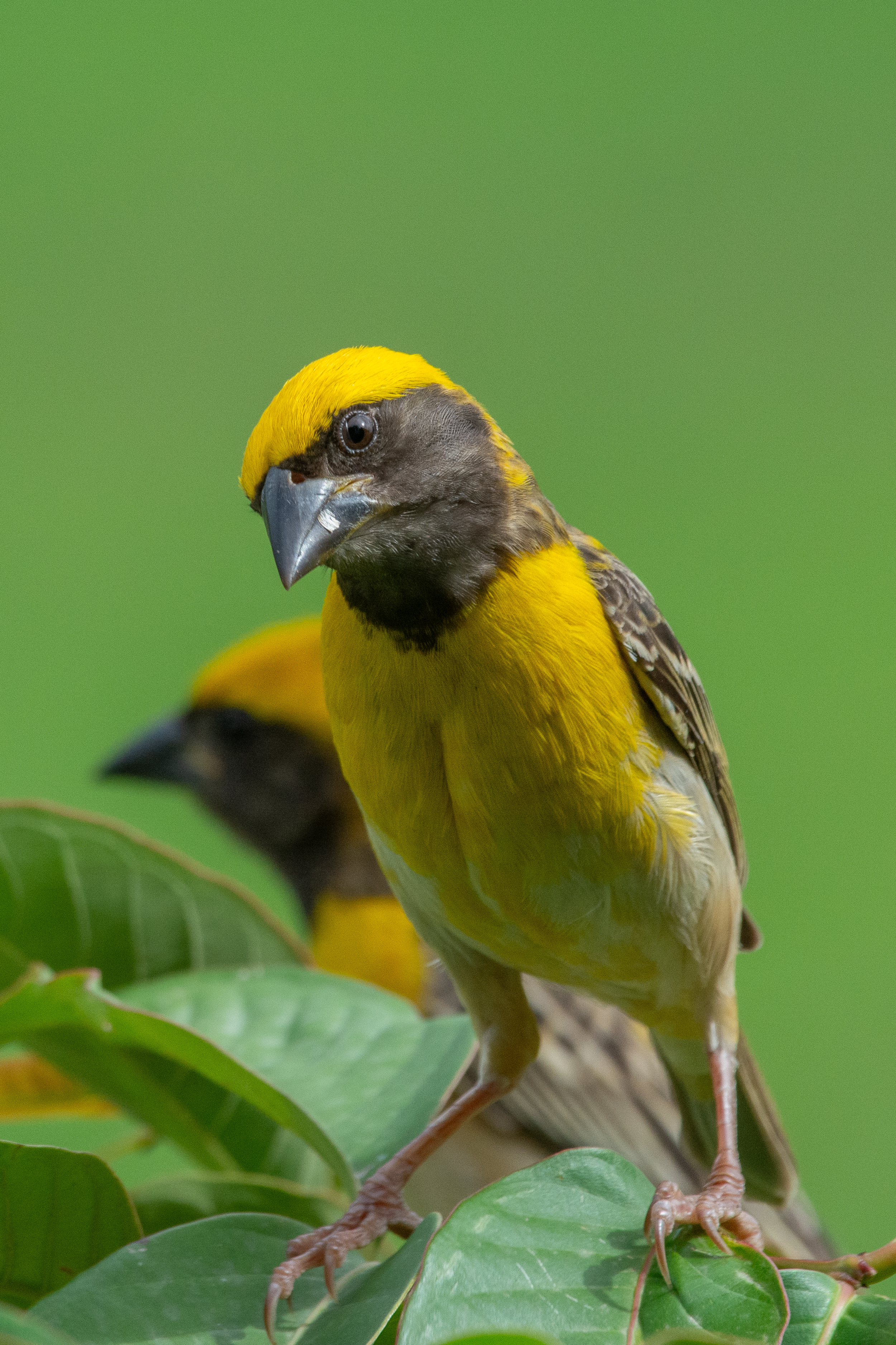 A Baya Weaver with a yellow crown and breast, dark brown face mask, perched on green leaves against a plain background.
