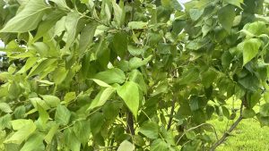A tight, close-up shot focusing on the dense, vibrant green leaves of a bush. Sunlight filters through the delicate, pointed leaves, making many of them glow with a bright, fresh green color against the darker foliage and thin branches behind them