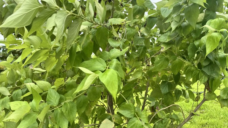 A tight, close-up shot focusing on the dense, vibrant green leaves of a bush. Sunlight filters through the delicate, pointed leaves, making many of them glow with a bright, fresh green color against the darker foliage and thin branches behind them