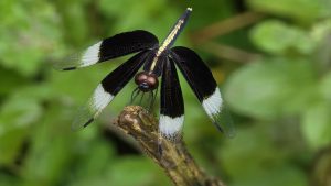 A close-up shot of a male Pied Paddy Skimmer dragonfly (Neurothemis tullia) perched on a brown stick, with its distinctive black and white patterned wings prominently displayed against a soft green.
