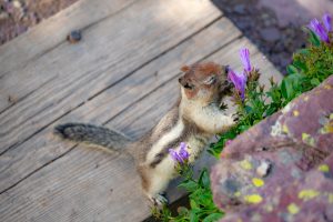 a squirrel sniffing flower in glacier national park
