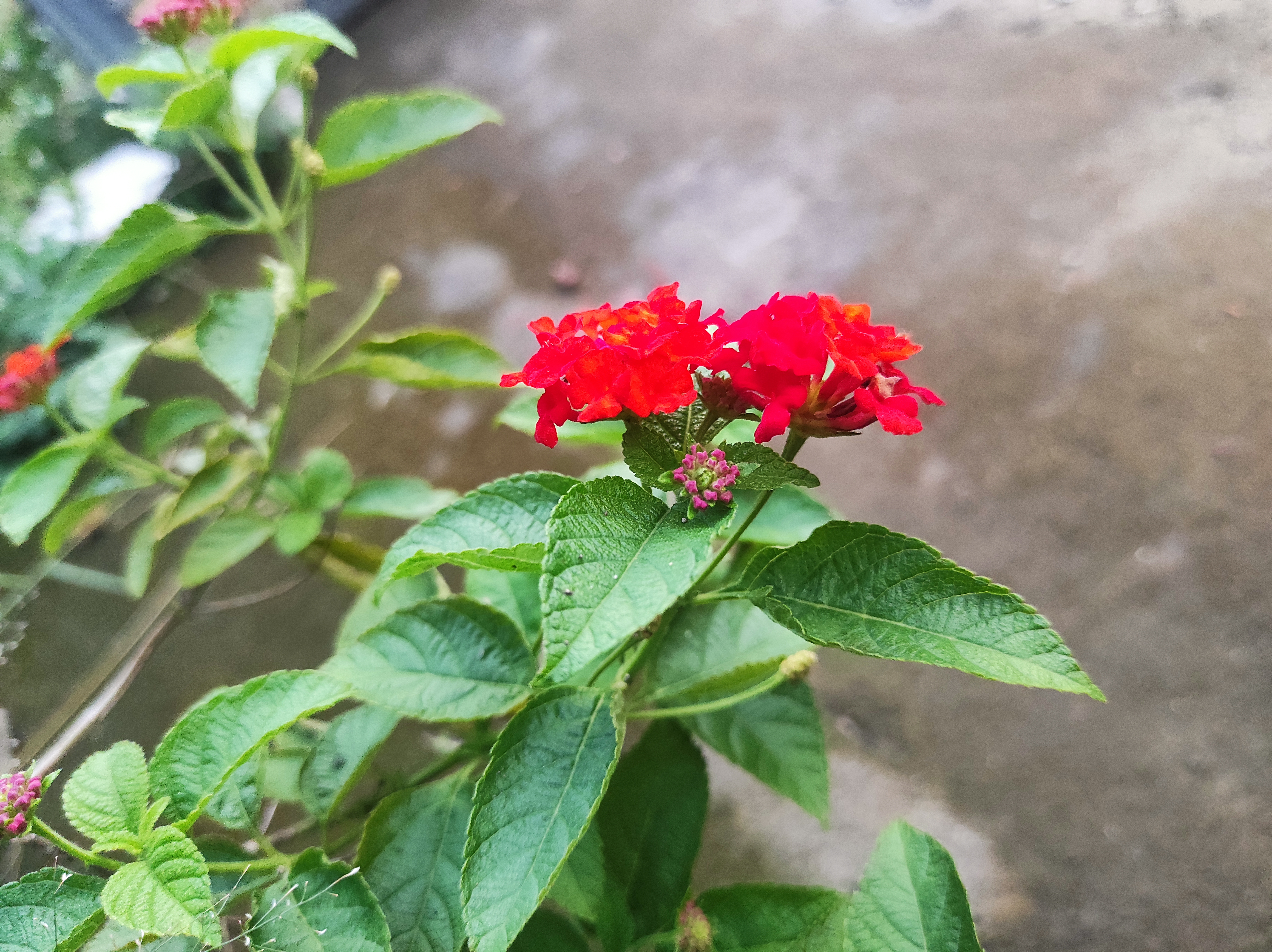 The red flower sways gently in the breeze, its petals glowing like embers at sunset, a timeless symbol of love and beauty.