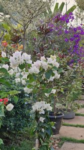 Garden with white bougainvillea flowers in the foreground, surrounded by lush greenery, colorful blooms, and potted plants under a tree.
