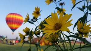 A yellow daisy with a hot air balloon in the background