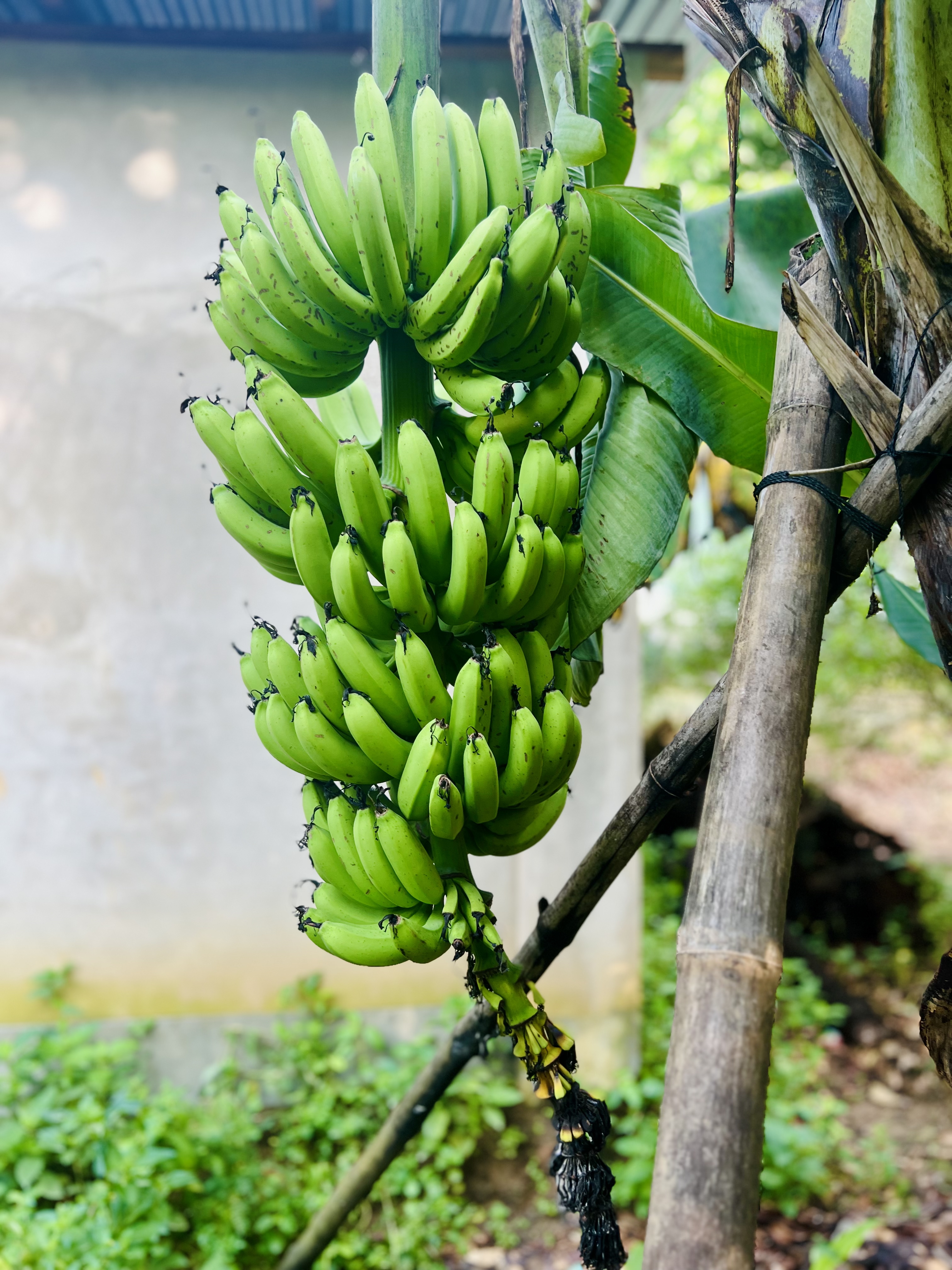 A large bunch of green bananas hanging from a banana tree.