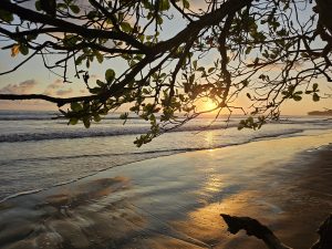 A serene beach scene at sunset, viewed through the branches of a tree. The sun is setting on the horizon, casting warm golden hues across the water. Gentle waves are rolling onto the shore, creating a reflective surface that captures the colors of the sky and the sun. 

