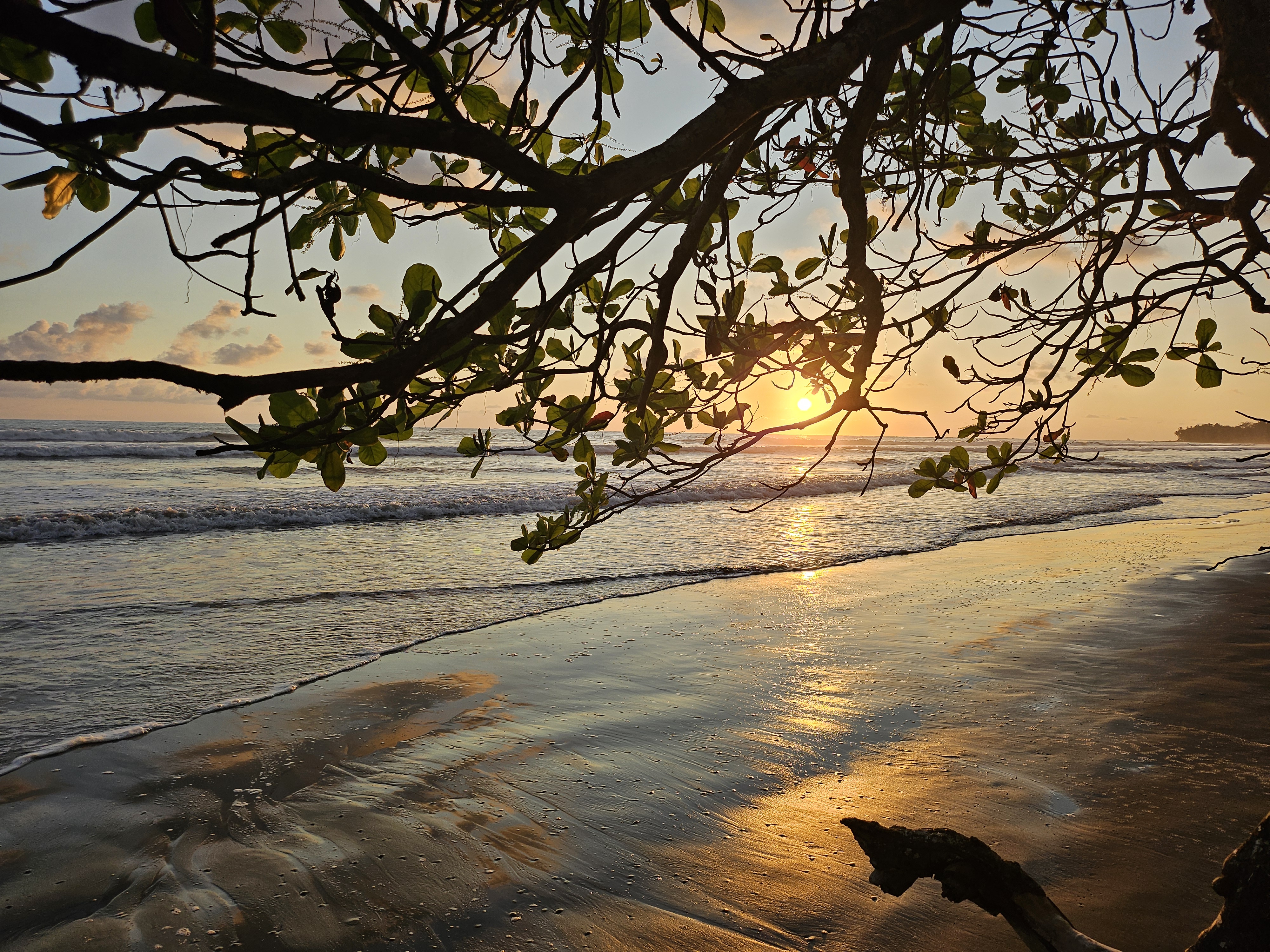 A serene beach scene at sunset, viewed through the branches of a tree. The sun is setting on the horizon, casting warm golden hues across the water. Gentle waves are rolling onto the shore, creating a reflective surface that captures the colors of the sky and the sun. 