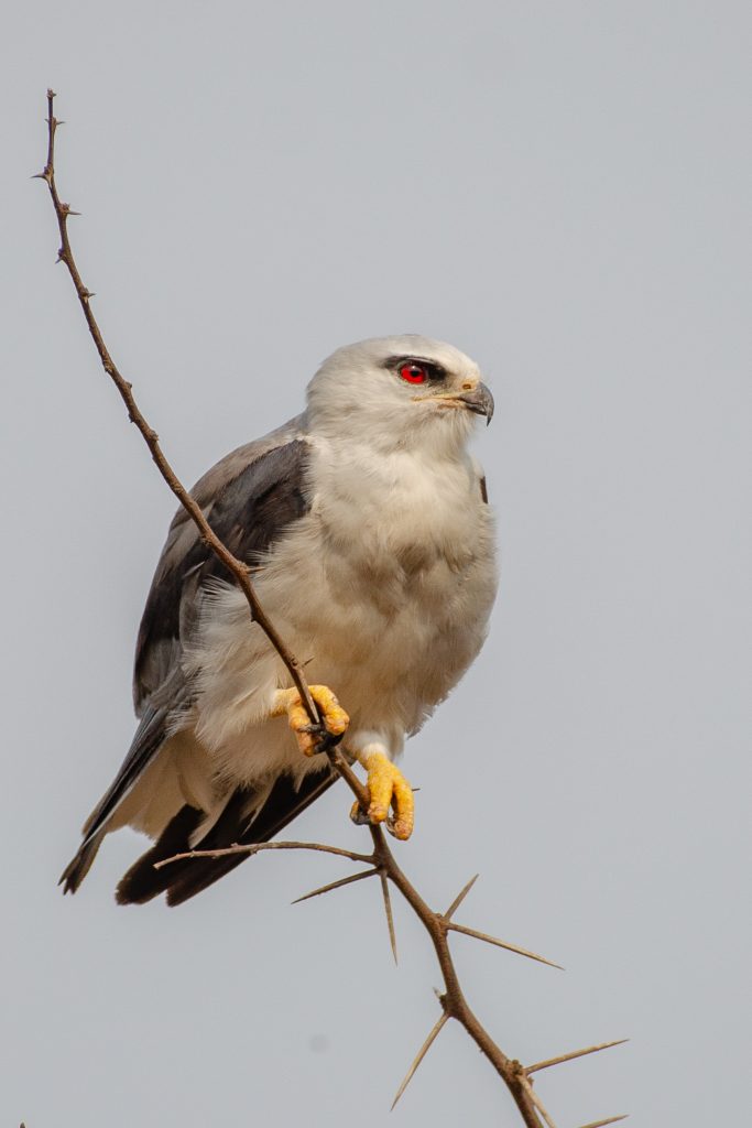 Black Winged Kite bird sitting on a branch.