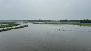 A wide, tranquil river stretches out under a grey and overcast sky. Patches of green aquatic plants float on the gently rippling water, with a line of dense, dark green trees sitting on the distant horizon.