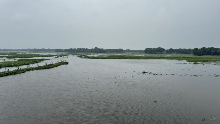 A wide, tranquil river stretches out under a grey and overcast sky. Patches of green aquatic plants float on the gently rippling water, with a line of dense, dark green trees sitting on the distant horizon.