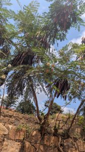 A tree with feathery leaves and numerous long, dark seed pods, possibly a Guaje tree or a related species, stands against a bright sky, with a stone wall visible at its base.