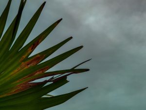 A dramatic capture from Sylhet, featuring the sharp green blades of a palm leaf set against a moody, overcast sky.