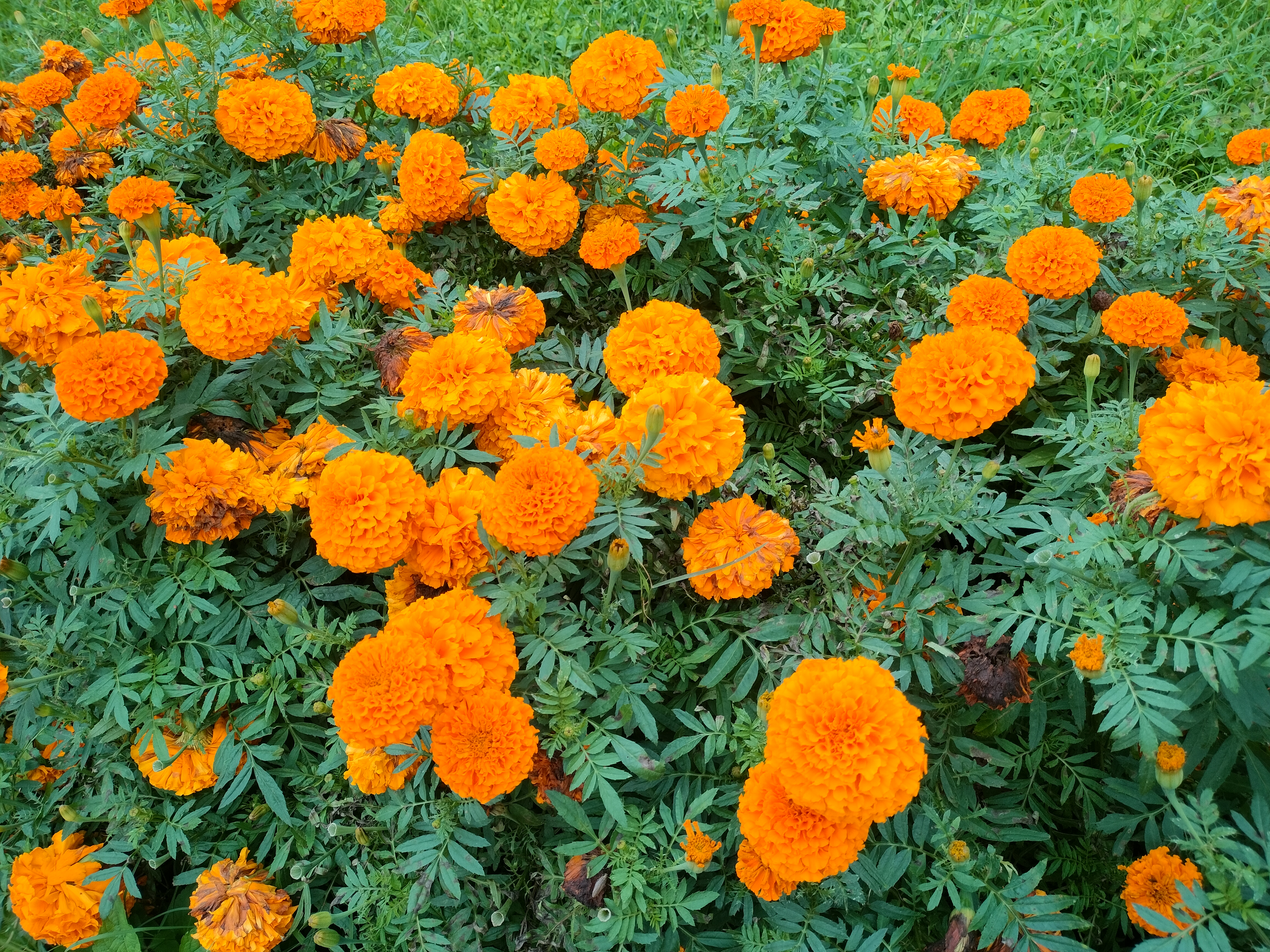 Vibrant orange marigold flowers