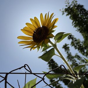 In the foreground is a sunflower, its stem extending from the lower right corner to the opposite corner. The flower is centered and photographed from a low angle. The flower faces away from the sun. Below, a piece of wire fence can be seen. In the background, blurred, are several trees and a light blue sky.