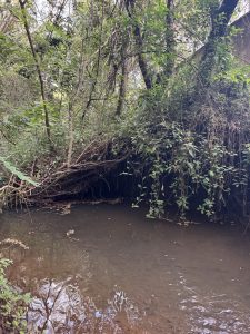 A narrow, muddy creek flows through a dense, overgrown forest. The banks are lined with tangled roots and hanging vines, with a thick canopy of trees overhead. The water reflects the surrounding greenery, and the overall scene appears dark and shady