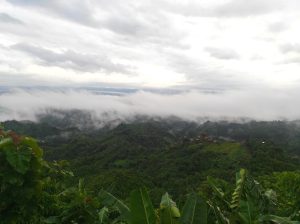 A view of a lush green valley in Lama, Bandarban, seen through a natural frame of dense foliage and large leaves. The hills are covered in thick trees and plants, and a cloudy sky is visible in the distance.