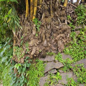 Dense bamboo roots and stems rise above a rocky wall covered in fresh green creepers. Captured in Puttekadavu, Perumanna, Kozhikode.