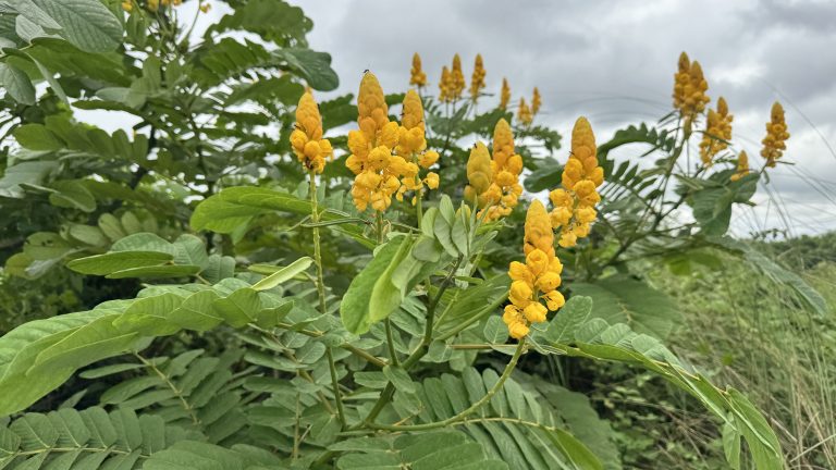 A close-up view of yellow flowering plants surrounded by lush green leaves, with several tall clusters of bright yellow blooms reaching upwards