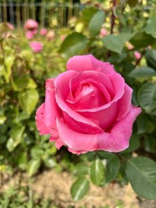 A close-up view of a vibrant pink rose blooming among green leaves, with a soft focus on the background where more pink roses are visible. 
