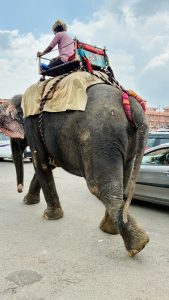 This photo captures the heart of Jaipur city, showcasing the rich elephant culture amidst the modern hustle. An elephant with a rider in a colorful howdah walks along a busy road, surrounded by cars and traffic, blending tradition with the urban rush of the Pink City.
