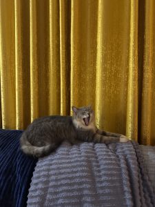 A cozy photo of a fluffy gray-and-white cat yawning on a couch. The cat is sprawled out on a blanket in front of golden curtains, looking completely relaxed and sleepy
