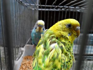 A close-up image of two budgerigars in a cage. The foreground bird is vibrant yellow with green markings, displaying a fluffy texture. In the background, a blue budgerigar is partially visible, slightly blurred
