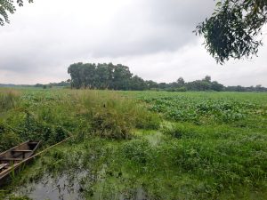 A wooden boat rests in a swampy area, conveying a serene, rural atmosphere.