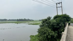 A view from a roadside looking out over a vast, watery landscape under a hazy sky. A large, leafy green bush is in the foreground next to a utility pole with power lines overhead, framing the view of the river dotted with patches of green vegetation.