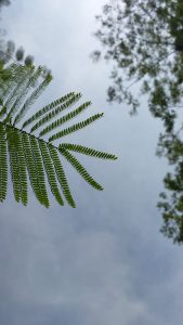 A low-angle shot captures feathery green leaves against a bright, overcast sky, with blurred glimpses of taller trees framing the edges.