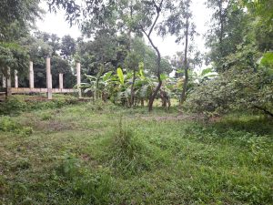 
A lush green area with tall grass and plants, banana trees in the background, and partially visible concrete pillars from a construction site.