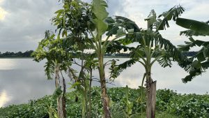A cluster of banana trees with large, wind-tattered leaves stands at the edge of a wide, calm body of water. The cloudy evening sky is reflected on the water's surface, and the bank in the foreground is covered in a thick layer of green aquatic plants
