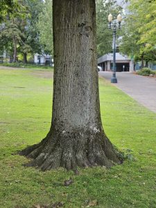 The textured trunk and roots of a mature tree growing in a green urban park along a quiet Portland sidewalk. 