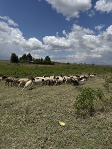 A herd of sheep is grazing in a wide, open field under a partly cloudy sky. The sheep are predominantly white and cream-colored with some having brown and black markings. In the center of the group, a small white lamb is visible. The landscape includes patches of green grass and a few trees in the background, suggesting a rural setting.
