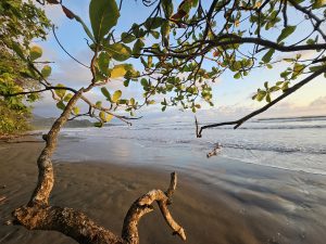 Tree branches framing the view of a tropical beach at sunset, with dark sand, gentle waves, and a partly clear sky. 

