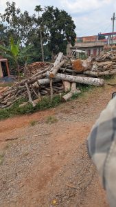 A pile of cut logs piled to make firewood in an open clearing. Buildings line the background.
