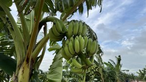 Looking up from below, a large, heavy bunch of unripe green bananas hangs from the thick stalk of a banana tree. Several other banana plants and a sky with fluffy white and grey clouds are visible in the background