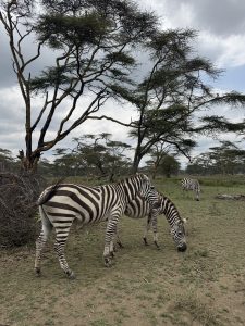 A group of zebras grazing on green grass in a natural setting.