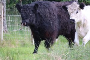 White Galloway cow, her distinctive black nose and black tipped ears are characteristic of the breed, stands beside a magnificent black Galloway bull. His brass nose ring clearly visible. 