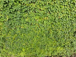 A lush green wall is fully covered with tiny heart-shaped leaves, creating a natural living carpet. Captured in Puttekadavu, Perumanna, Kozhikode. 