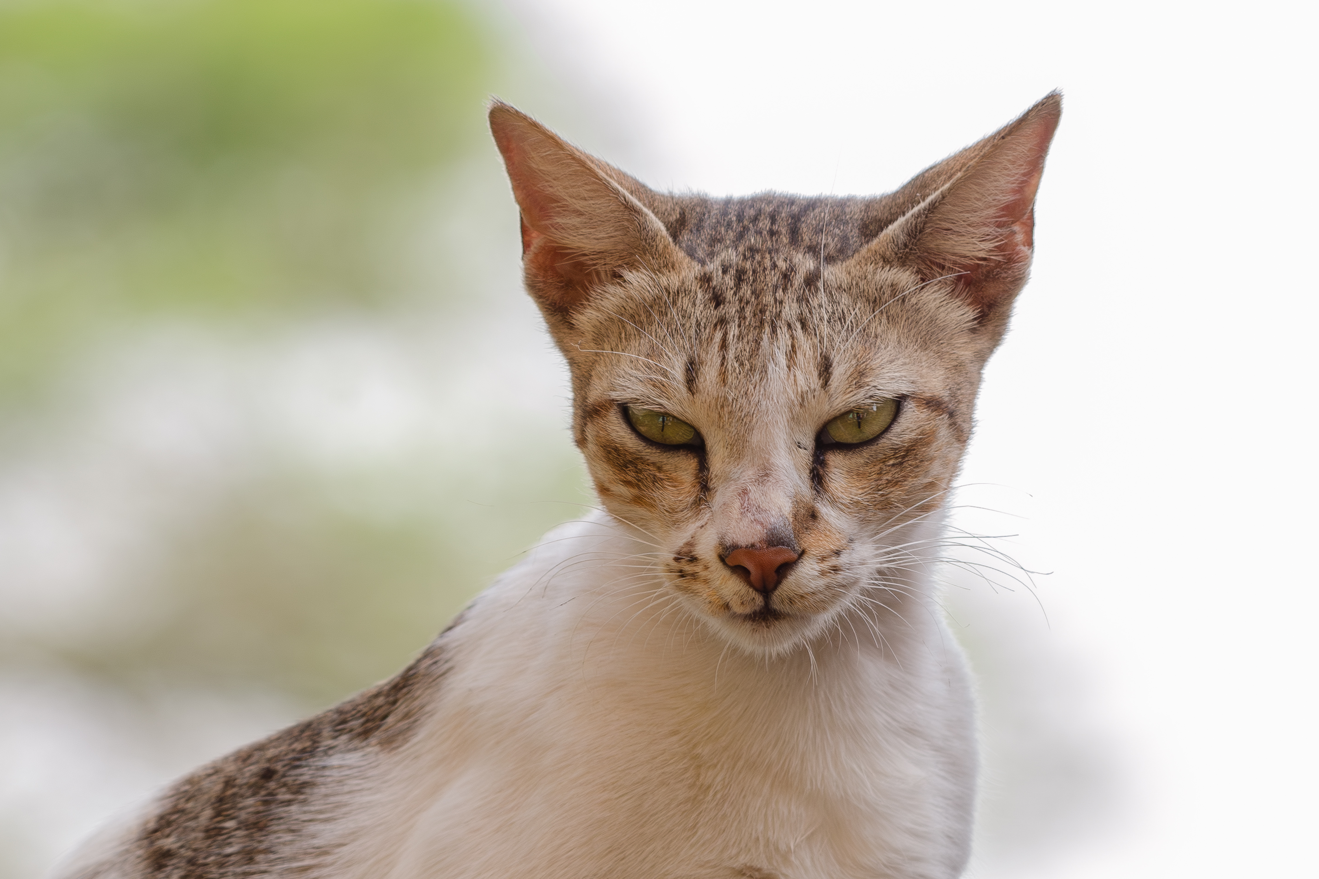 A close-up of a domestic cat with green eyes, upright ears, and white-and-brown fur, staring at the camera.