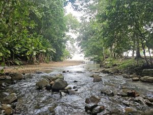 Stream running through rocks and dense greenery, flowing toward a beach in the background under natural, soft light
