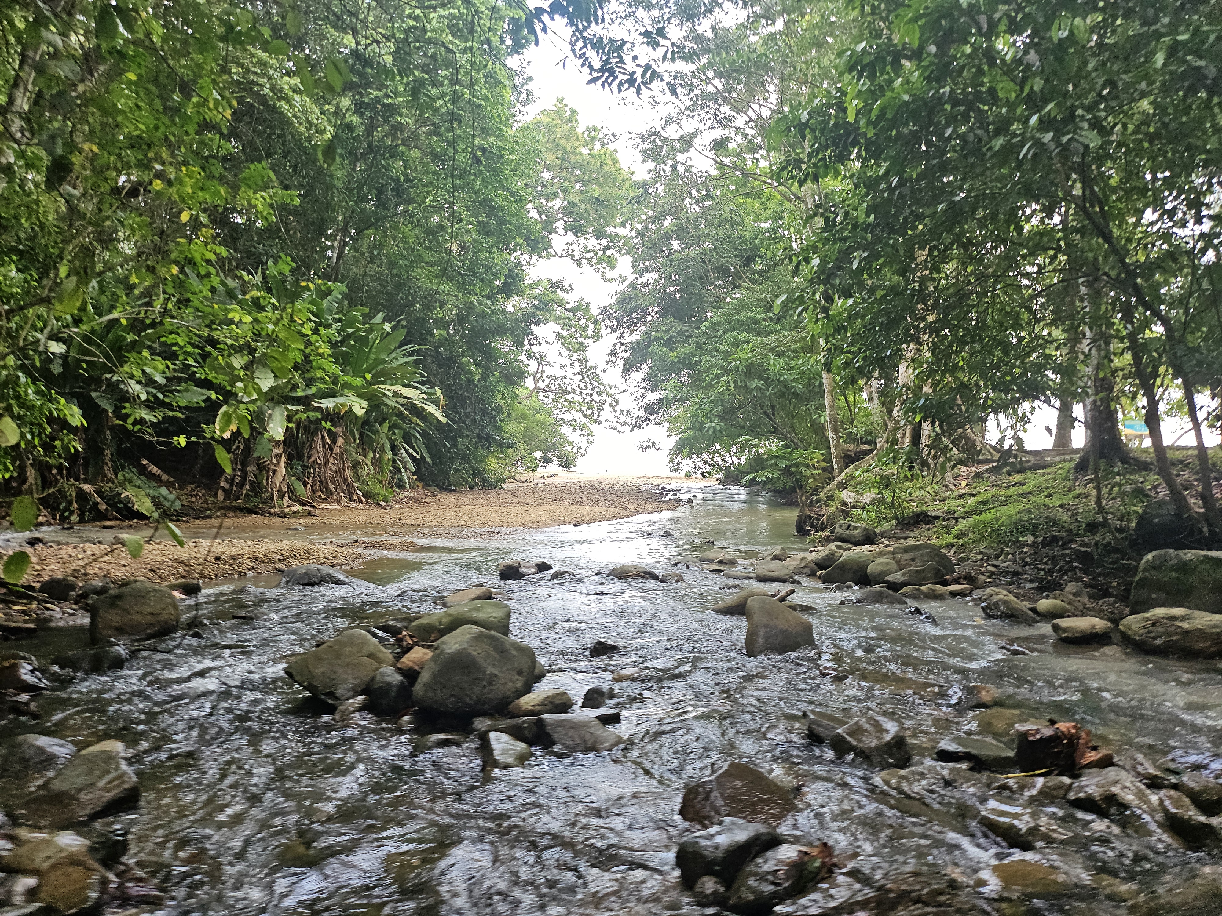 Stream running through rocks and dense greenery, flowing toward a beach in the background under natural, soft light